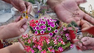 Collecting Winter Flower Seeds  How to Collect Seeds of Winter Flowers for Next Season [upl. by Woodson374]