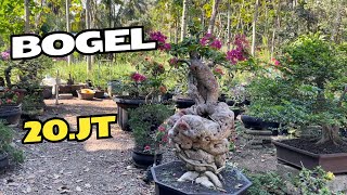 Cek Harga Bonsai Bugenfil [upl. by Ajssatsan]