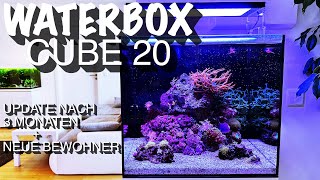 WaterBox Cube 20  Update nach 3 Monaten  neue Bewohner [upl. by Scotti]