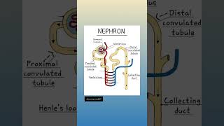 Nephron structure nursingstudy19 medicalcourse medicalprofessional medicalknowledge [upl. by Elurd]