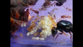 Pheidole antipodum workers covering food and then eating [upl. by Lahcim]