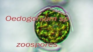 Oedogonium zoospores release [upl. by Eiralih]