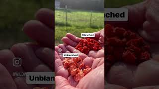 Blanching vs Not Blanching Carrots Before Dehydrating homestead foodpreservation foodstorage [upl. by Pebrook]