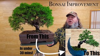 Evergreen Bonsai Improvement  Chinese Juniper  Greenwood Bonsai [upl. by Ynez]