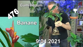 Zimmerpflanzen Gummibaum Rückschnitt Gießen Düngen Wasserkultur Bananenblüte Musa velutina und mehr [upl. by Manon]