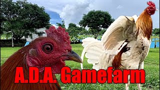 Lets Visit The Farm Of ADA Gamefarm [upl. by Oigile]