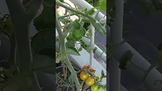 PRODUÇÃO DE TOMATE CEREJA EM VASO Shorts [upl. by Shelburne]