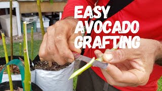 Tropical Fruit Tree Grafting Super Easy Way To Do It [upl. by Ajan]