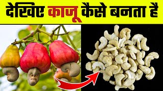 देखिए काजू कैसे बनता है  Kaju Kaise Banta hai  Kaju Manufacturing Plant  How its Cashew Made [upl. by Eilojne]