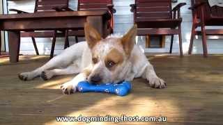 Billy Australian Red Cattle Dog howling [upl. by Gensmer798]