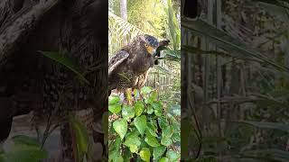 Hawk Eagle Owl Wildlife Animal EagleHawkOwl hawk vs snake Owl vs snake fight Eagle Vs Snake [upl. by Nelak]