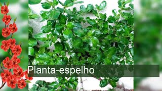 Plantaespelho  Coprosma repens [upl. by Boylston]