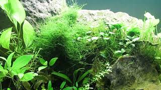 75Gallon CO2Injected Aquascape Update 61624 [upl. by Silvester134]