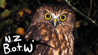 Morepork  New Zealand Bird of the Week [upl. by Ainiger427]