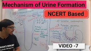 MECHANISM OF URINE FORMATION  EXCRETORY PRODUCTS amp THEIR ELIMINATION [upl. by Assilrac]