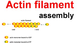 Actin filament assembly [upl. by Aisereht]