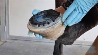 How to trim and shoe horses with high low syndrome [upl. by Thunell275]