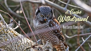 Northern Hawk Owl [upl. by Oihsoy]