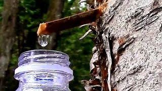 Wild Food Foraging Yellow Birch Sap The Taste of Spring [upl. by Cesaro]