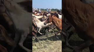 Chincoteague Ponies Stampeding 2023 [upl. by Fuchs]