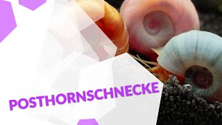 Posthornschnecken PHS  der bunte Putztrupp im Aquarium 🐌 [upl. by Tollmann]