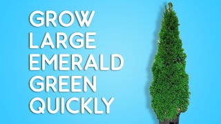 How to grow TALL emerald green arborvitae fast and easy [upl. by Gunter]