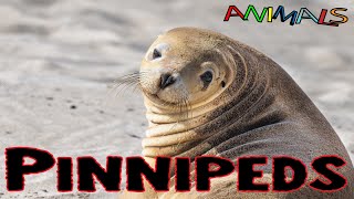 Animals video  Pinnipeds  facts about animals  general knowledge video [upl. by Ahsuatan]