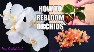 Orchid Care for Beginners  How to make Phalaenopsis Orchids rebloom  Spot amp shape flower spikes [upl. by Christiane930]