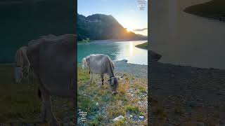 Beautiful Brown Swiss cattle in the Tyrolean Alps  braunvieh brownswiss cattlebreeds kuh rind [upl. by Garv578]