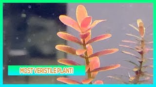 ROTALA INDICIA  AQUARIUM PLANT CARE GUIDE [upl. by Marigolda778]