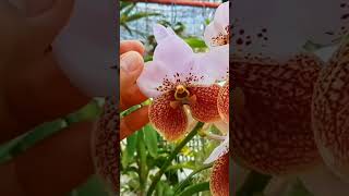 Beautiful Vanda Sanderiana  Waling  Waling [upl. by Aibun25]