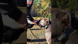 How to Start Muzzle Training Your Dog [upl. by Yllek]