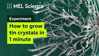 How to grow a tin dendrite using electricity [upl. by Lothair]