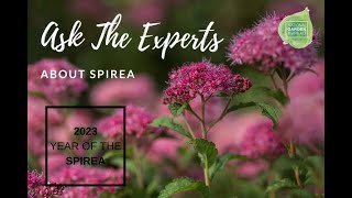 Ask the Experts about Spirea  a great shrub for your landscape [upl. by Nennek]