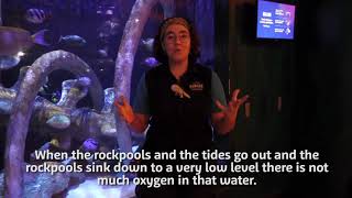 Epaulette Sharks Fun Facts  Beneath the Tide  SEA LIFE Sydney [upl. by Naimaj]