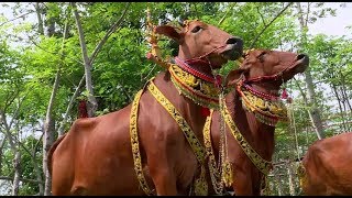 Sejarah Tradisi dan Kontes Sapi Sonok  RAGAM INDONESIA [upl. by Elyag]