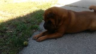 Nikko the SharPei dog sneezes and rubs his eye [upl. by Wandis]