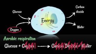 Respiration Aerobic vs Anaerobic [upl. by Elolcin]