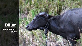 Water buffalo Bubalus bubalis  part 2 [upl. by Enelehs]