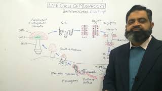 Basidiomycota Urdu Hindi medium profmasoodfuzail Life Cycle of Mushroom  Club Fungi [upl. by Atiuqad590]