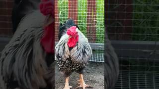 silver laced wyandotte rooster 🐓 shortsfeed ytshortsfeed chickenbreeds animals youtubeshorts [upl. by Boeke]