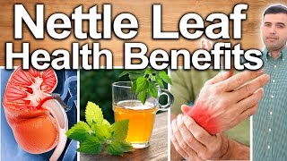 NETTLE LEAF HEALTH BENEFITS  Best Ways To Take Uses Side Effects And Contraindications [upl. by Nomma645]