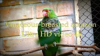 Vinaceous breasted amazon  ZOO in Opole  Ultra HD video 4K [upl. by Shank]