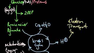 GCSE Biology  Respiration 21 [upl. by Rockie]