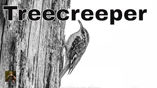 Nest action  Catch A Glimpse Of The Elusive Treecreeper [upl. by Elisabet]