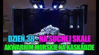 23 MyReef 50  38 dzień  Dojrzewanie na suchej skale  Akwarium Morskie  Reef aquarium [upl. by Johst]