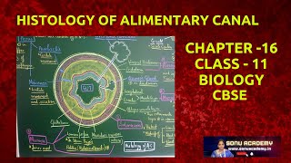 Histology of human alimentary canal 1  biology subscribe cbse science biologyeducation [upl. by Nniuq]