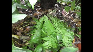 Ostrich Ferns look tropical and are very cold tolerant [upl. by Nehtanoj]