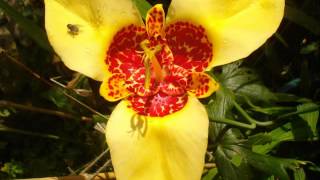 Angels SymphonyBlooms From Tigridia PavoniaMexican Shell Flower [upl. by Arannahs505]