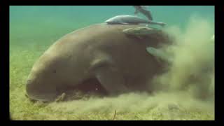 Marsa Alam  Dugong [upl. by Phippen]